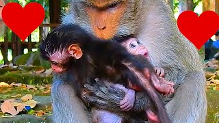 Monkey \u0026 Primates, Young Mom Hug 2Babies Sweet Love Care, So Lovely Baby Monkey, Wildlife Monkey