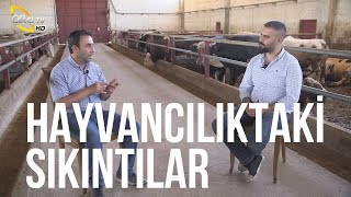 Hayvancılıktaki Sıkıntılar (Yem Fiyatları - Hastalıklar - İşletmede Yaşanan Problemler) - Etten Süte