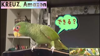 コボウシインコ\