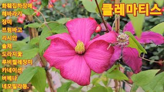 069회. 화훼집하장의 아름다운 꽃과함께해요 많은꽃이 너무 예뻐요.