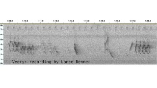 Bird Sound Recording part 2 with Lance Benner