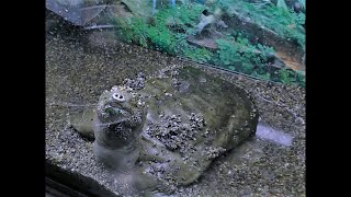 スッポン🐢💦水がないと🦕こんな現象が起こるよ💦💦首フニフニ❓️