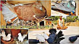 Today Vlog with my all pigeons//সাদা লক্কা দুটো বাইরে বের হতে চায় না 😠#myworld #kabutar #banglivlog