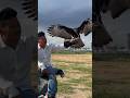 Amazing Training Changeable Hawk Eagle 🦅 #amazing #eagle