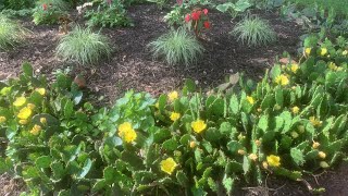 Eastern prickly pear patch flowering in Montgomery County, Maryland