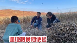 20231013-北大荒秋收后遗落满地粮食，只要能付出辛苦，一天能捡几百斤粮食