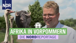 Besondere Landwirtschaft: zwischen Straußen und Wasserbüffeln | Die Nordreportage | NDR
