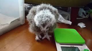 シロフクロウの雛がでっかいペリット出す瞬間 Snowy Owl baby's pellet.