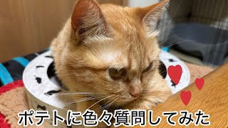 保護猫ポテトに色々質問してみた😸