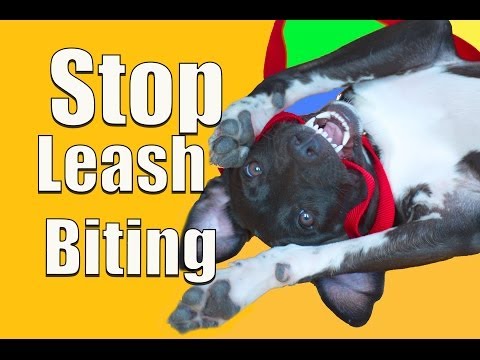 How To Stop PUPPY BITING on a Leash! How To Stop PUPPY BITING on a Leash!