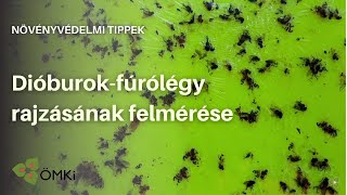 Rovarcsapda kihelyezése a dióburok-fúrólégy rajzásának felmérésére