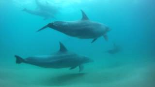 iSibindi Africa Lodges - Swimming with Dolphins at Thonga Beach Lodge