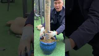 #发财树  大盆发财树建议换盆的时候不要脱掉原装塑料盆#花卉绿植 #室内盆栽 #种植小技巧 #名盛园艺 DOU+小助手1