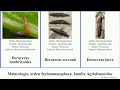 malacología orden stylommatophora familia agriolimacidae deroceras mollusca praecox lombricoides