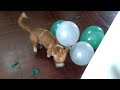 perro explota globos