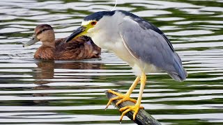 Black Crowned Night Heron Fishing Actively around New York while Immature/Juvenile Preening in Peace