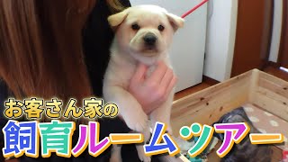 【後編】爬虫類ショップ並みの夢の飼育ルームを見せてもらいました♪