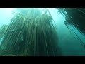 🇰🇿 the underwater forest of lake kaindy