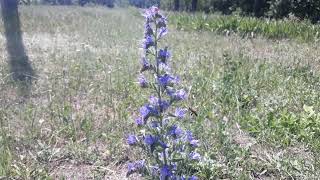 🌿 Viper's Bugloss Wildflower Viper Flower Plants Bees And Flowers