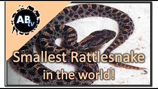 Smallest Rattlesnake in the World! Primitive Tim : AnimalBytesTV