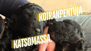 Viime viikkoa | Koiranpentuja