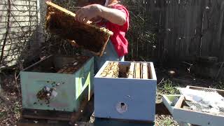 MVI 0247 2-27-21-/// Part 1 # 100 South fence Green queen, set up making eggs for grafting