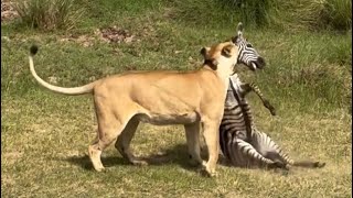 lioness attacking the zebra and bring it down video