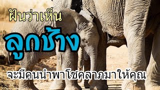 ทำนายฝัน - ฝันเห็นลูกช้าง หรือช้างน้อย ฝันถึงช้างแม่นๆ(พร้อมเลขเด็ด)