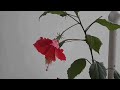 the shoe flower a blooming time lapse