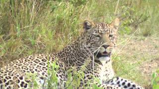 Beautiful Leopard On The Masai Mara, Kenya, Africa