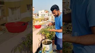 আলহামদুলিল্লাহ্ আমাদের ছাদ বাগানের আমড়া 💚 #garden #foryoupage #youtubeshorts #subscribe #srshaikat