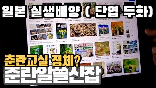 일본교배육종 (단엽두화) / 트리코데르마 효과 / 춘란교실 정체