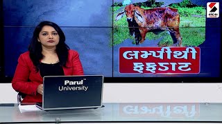 લમ્પીથી ફફડાટ - અત્યાર સુધી રાજ્યમાં 1344 પશુઓના મોત @SandeshNewsTV