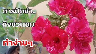 บอกวิธีปักชำกิ่ง#ชวนชม ทำง่ายๆได้ผลดี #adenium