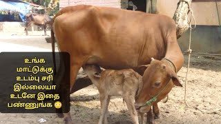 உங்க மாட்டுக்கு உடம்பு சரி இல்லையா உடனே இதை பண்ணுங்க  #cow #cowtreatment  #cowvideos