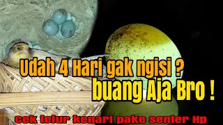 Cara Melihat Telur Kenari isi Atau Tidak - Cukup 4 Hari setelah Bertelur.