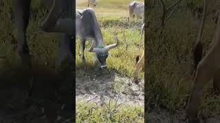 bast kankaraj cow Video ♥️