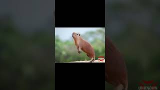 Capybara flying to the universe meme