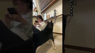 相手しろや！な犬 #柴犬