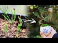 Seeding of black pine - Teacup MINI BOMSAI making One and a half years later【Bonsai diary 11/5】