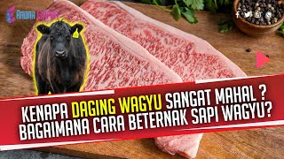 Kenapa Daging Wagyu Sangat Mahal, Bagaimana Cara Beternak Sapi Wagyu?