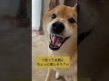 パパの子供さにイラっとする柴犬。 柴犬 shibainu 柴犬のいる暮らし 拒否柴