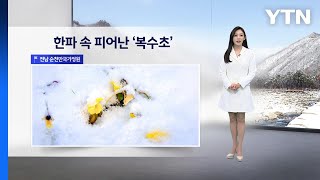 [이슈날씨] 한파 속 피어난 '복수초', 내일 낮부터 추위 풀려... / YTN