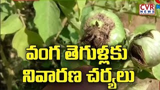 వంగ తెగుళ్లకు నివారణ చర్యలు : Raithe Raju | Srikakulam Dist | CVR News