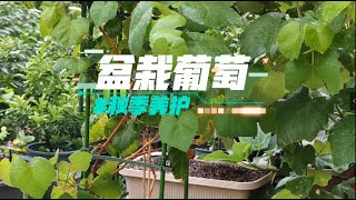 盆栽葡萄秋季养护和管理，水肥调整和病虫害预防等知识分享