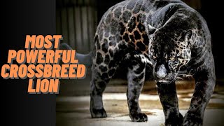 Top 10 most weird and rare cross breed animals in the world | Original Facts
