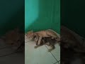 Imut gini dibilang hantu #cat #kucinglucuimut #funny #kucinglucuiimut #catvideos #catlover