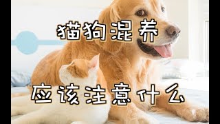 【猫狗混养】最甜蜜的猫狗混养CP是啥？养宠大户教你猫狗混养应该注意什么