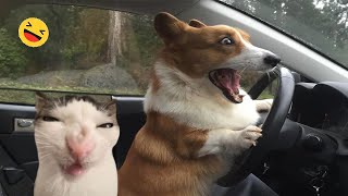 Funny Dogs And Cats s 2024 😅 - Best Funniest Animal s Of The week #11