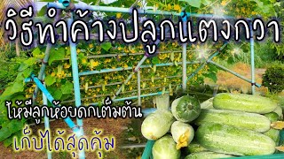 วิธีทำค้างปลูกแตงกวา🥒 ให้มีลูกดกเต็มต้น เก็บได้สุดคุ้ม✓